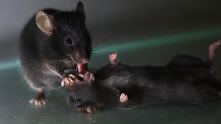 Erste Hilfe unter Mäusen, aufgenommen am 20.02.2025