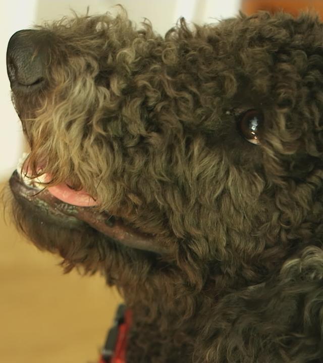 Erziehungstipps für geretteten Hund 