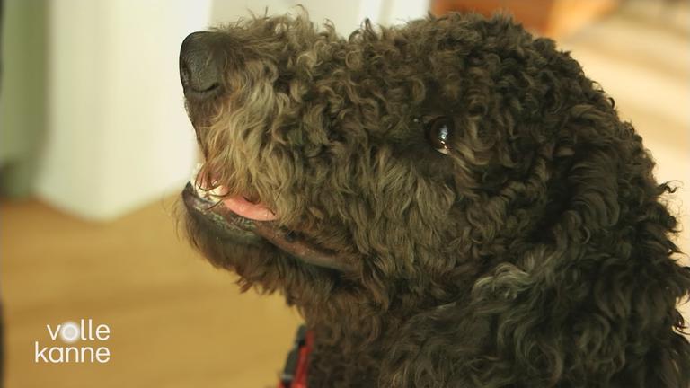 Erziehungstipps für geretteten Hund 