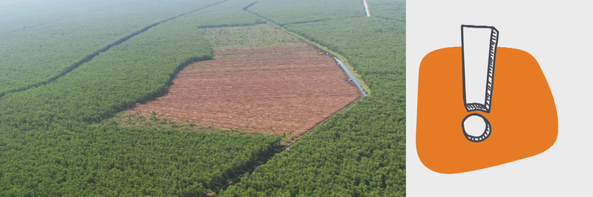 Grafikerklärstück Regenwald 