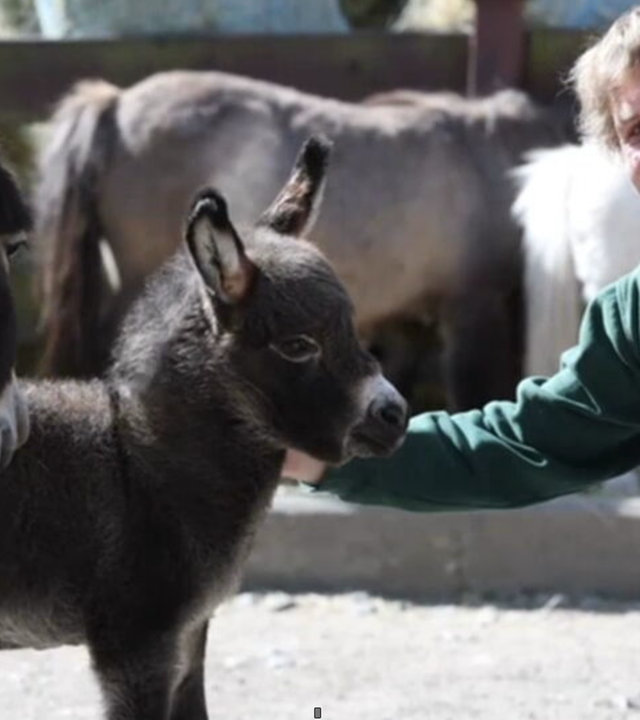 Seltener Nachwuchs: Mini-Esel in Tierpark geboren
