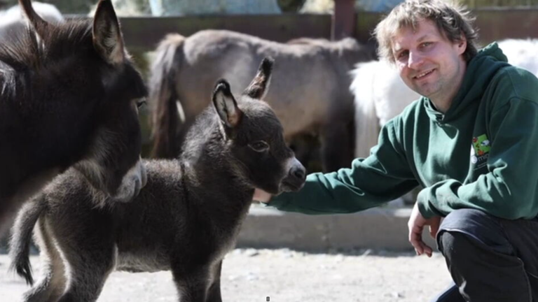 Seltener Nachwuchs: Mini-Esel in Tierpark geboren