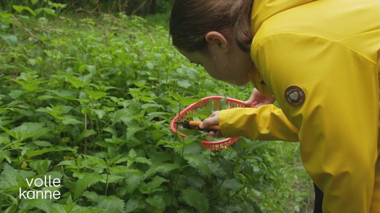 Essbare Wildkräuter