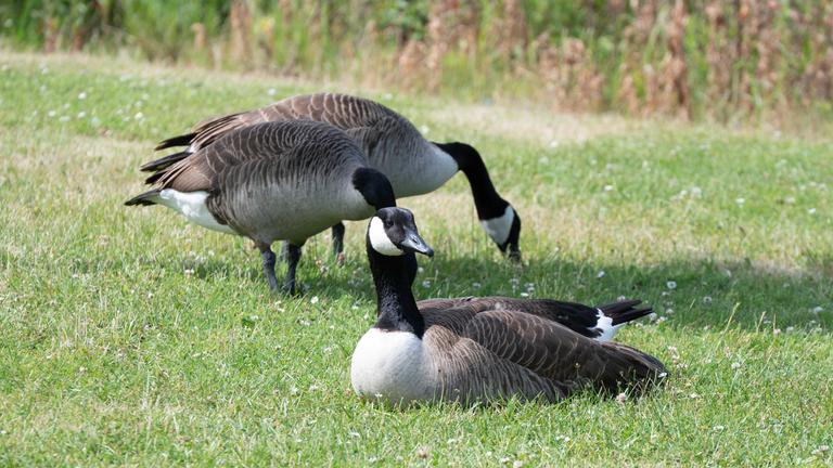 Blumenwiese gegen Kanada-Gänse