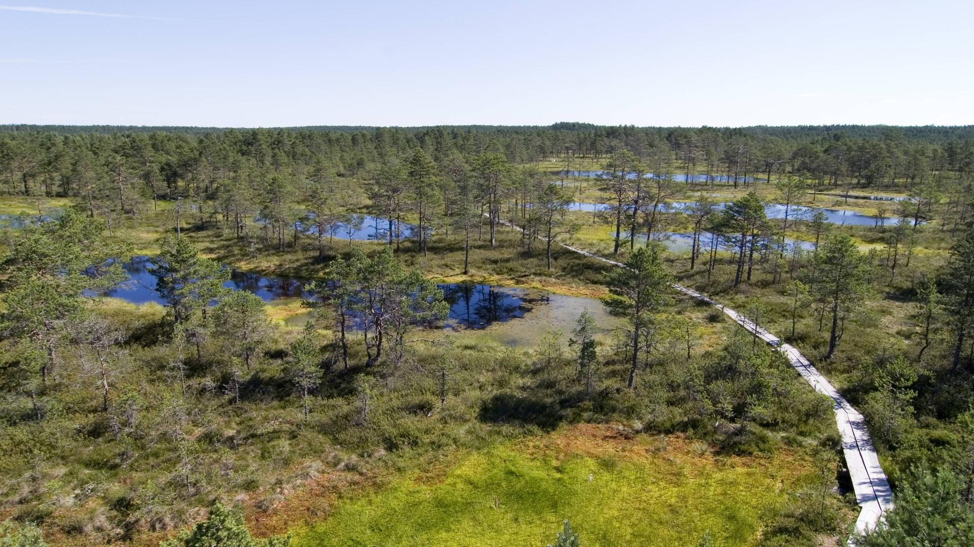 Die Moorlandschaft im Lahemaa Nationalpark in Estland von oben.