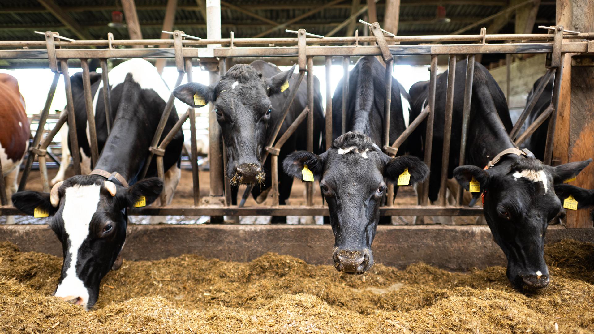 Niedersachsen, Gnarrenburg: Kühe von einem Landwirtschaftsbetrieb im Landkreis Rotenburg.