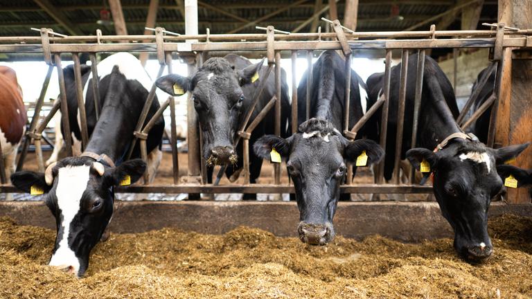 Niedersachsen, Gnarrenburg: Kühe von einem Landwirtschaftsbetrieb im Landkreis Rotenburg.