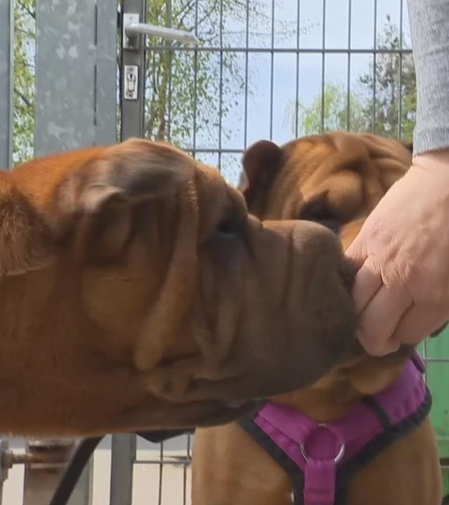 EU will Tierschutz vereinheitlichen