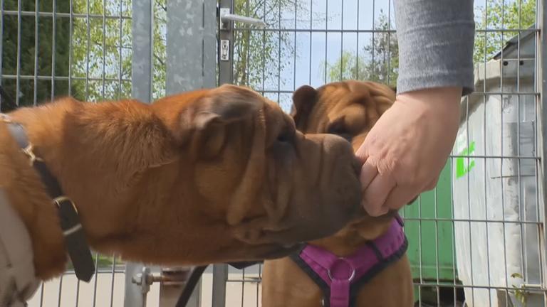 EU will Tierschutz vereinheitlichen