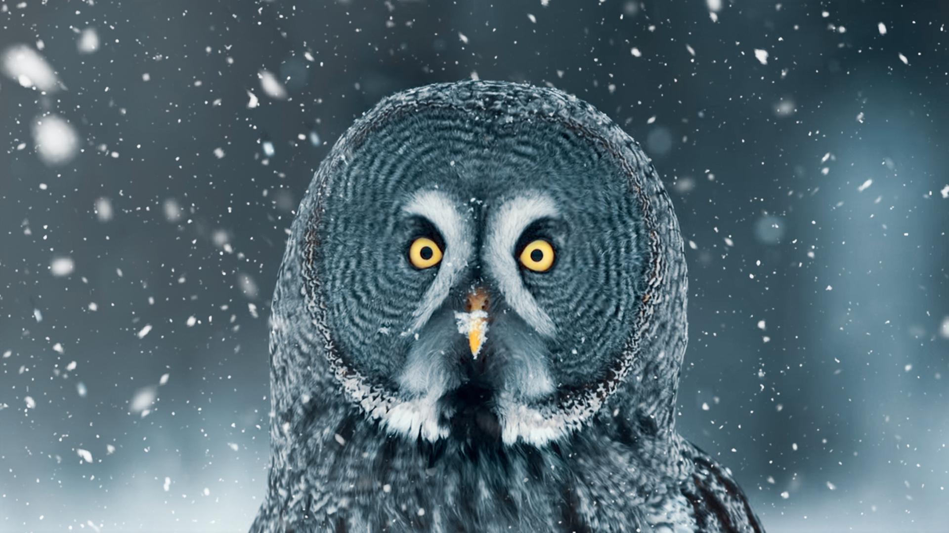 Eule im Schnee