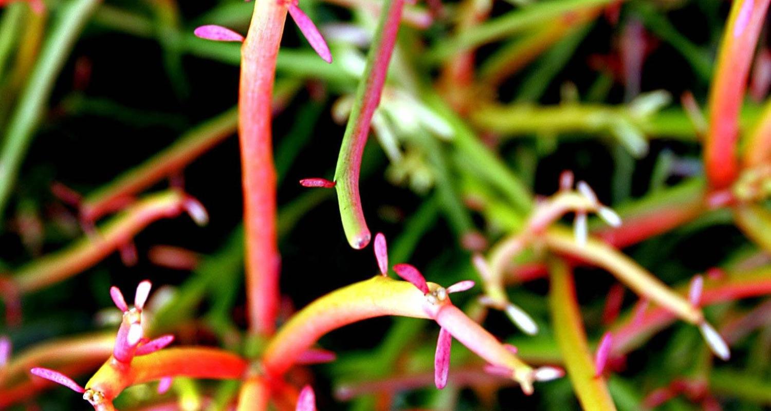 Euphorbie tirucalli