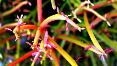 Euphorbie tirucalli