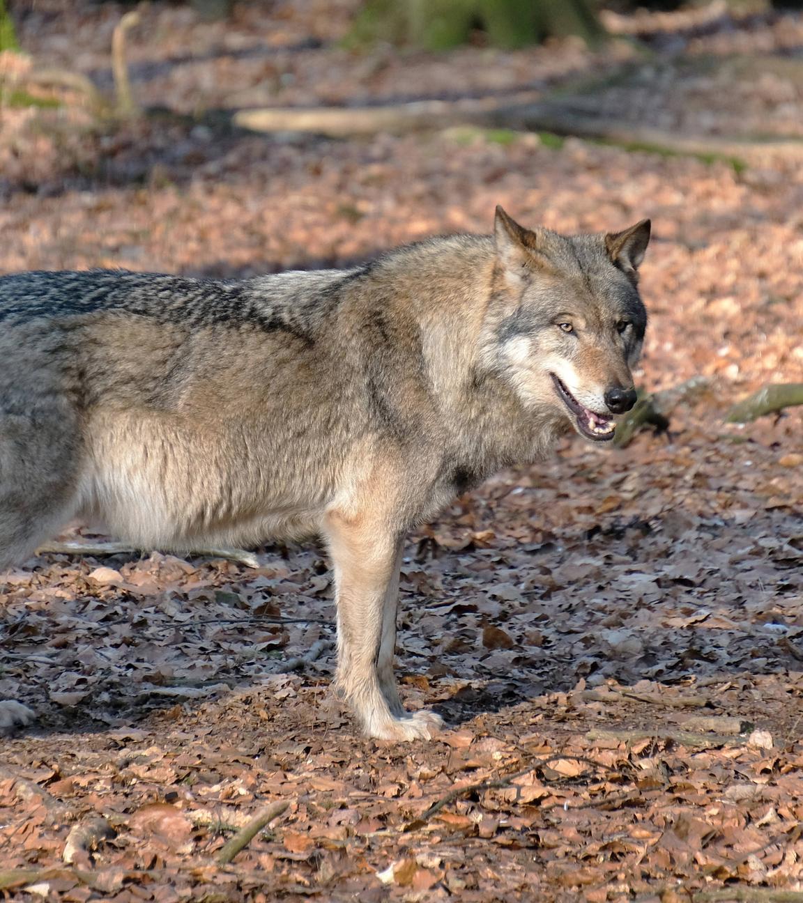 Europäischer Grauwolf
