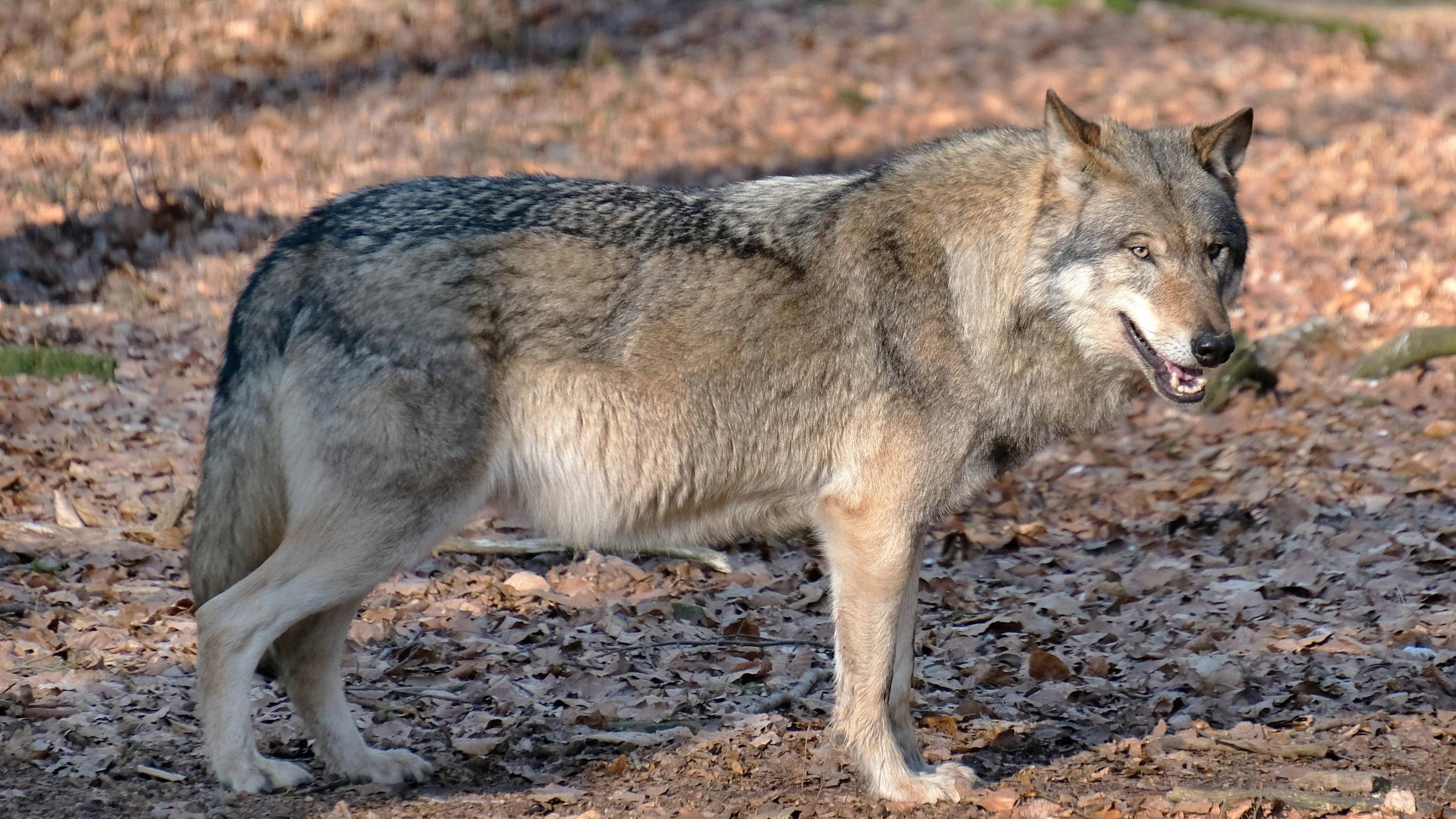 Europäischer Grauwolf