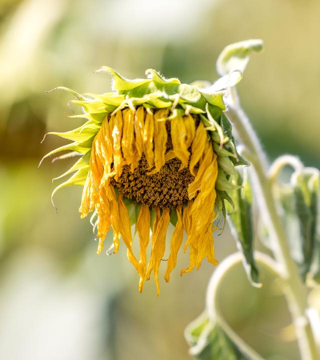 Eine vertrocknete Sonnenblume auf einem Feld.