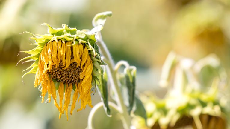 Eine vertrocknete Sonnenblume auf einem Feld.