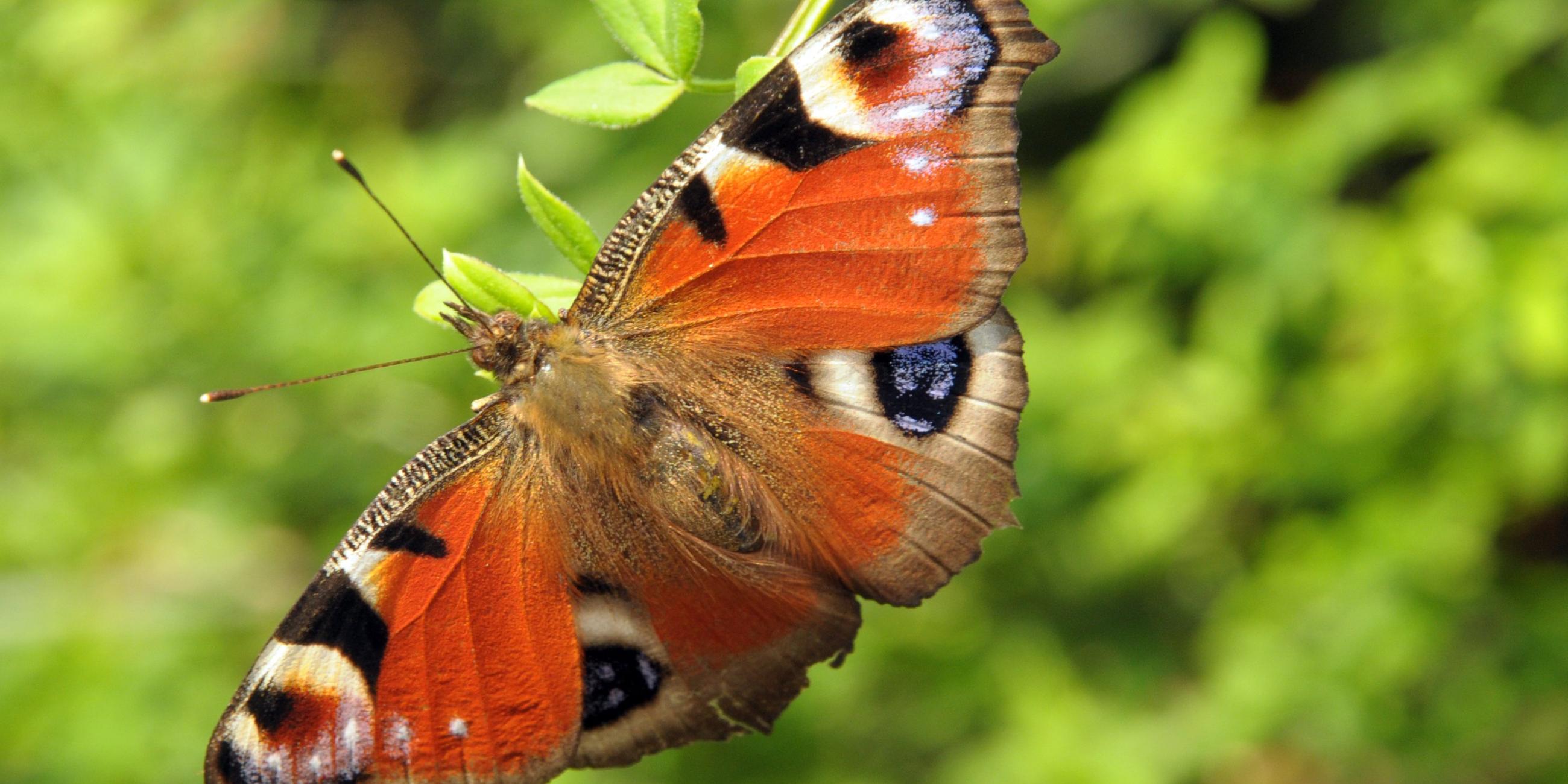 Ein Schmetterling der Art Tagpfauenauge sitzt auf einem grünen Zweig.
