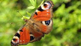 Peacock butterfly sitting on a green branch.