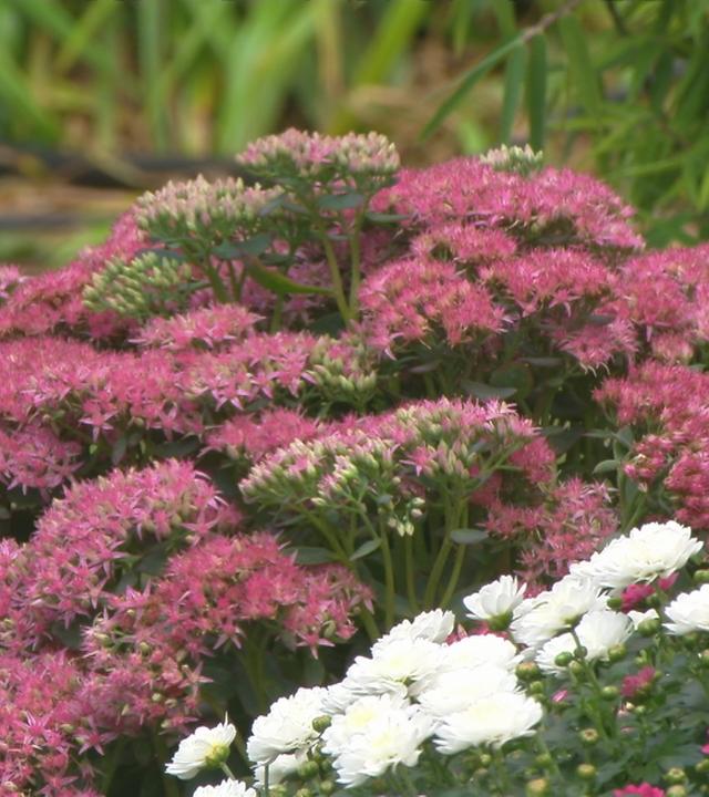 Farbenfrohe Spätsommerstauben