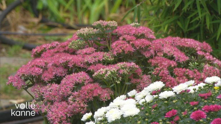 Farbenfrohe Spätsommerstauben