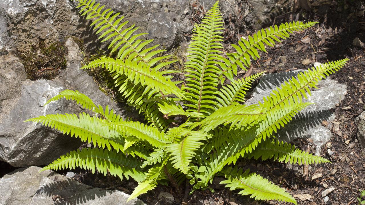 liegender kaktus Selenicereus Grandiflorus 'Königin der Nacht'