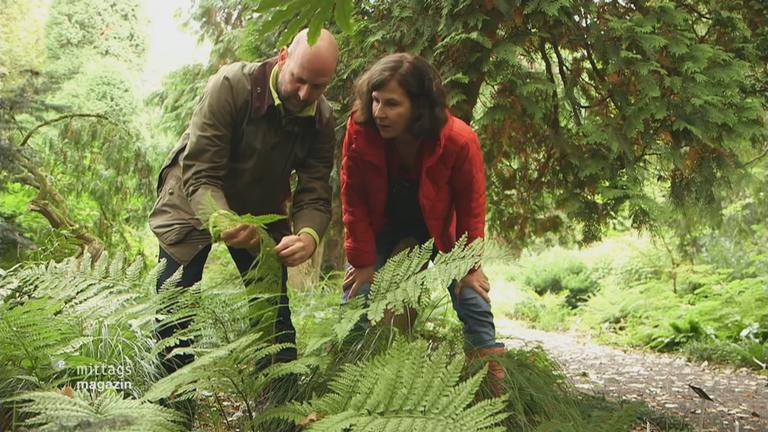 Sabine Platz kniet vor eine Farn-Pflanze