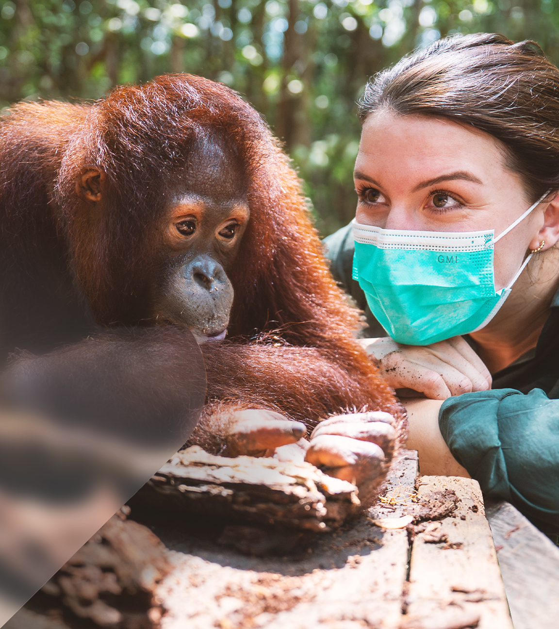 Hannah Emde mit Mundschutz neben Orang Utan