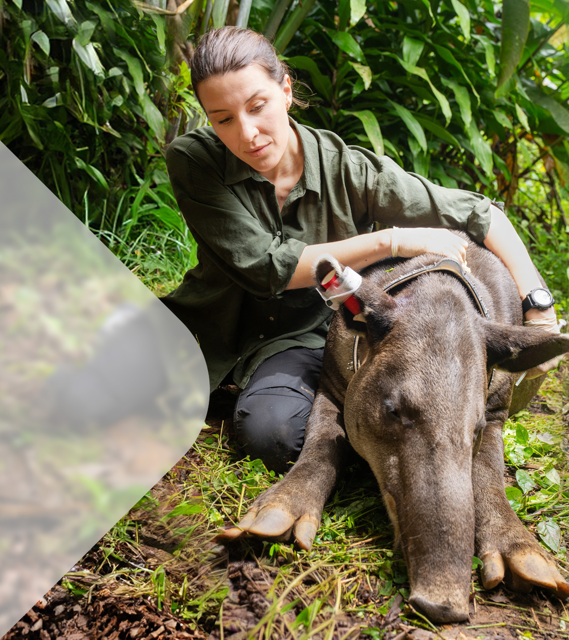 Hannah Emde sitz neben Tapir