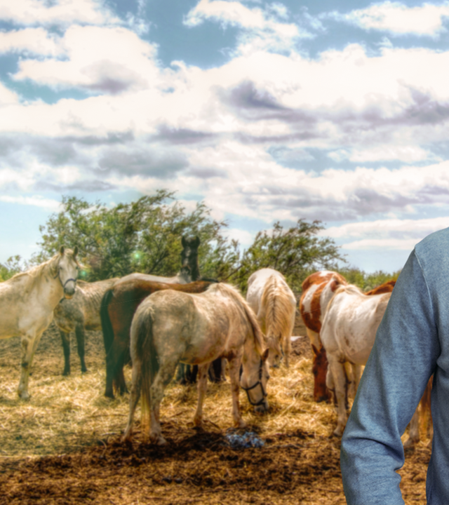 Dirk Steffens auf einem Feld vor Pferden