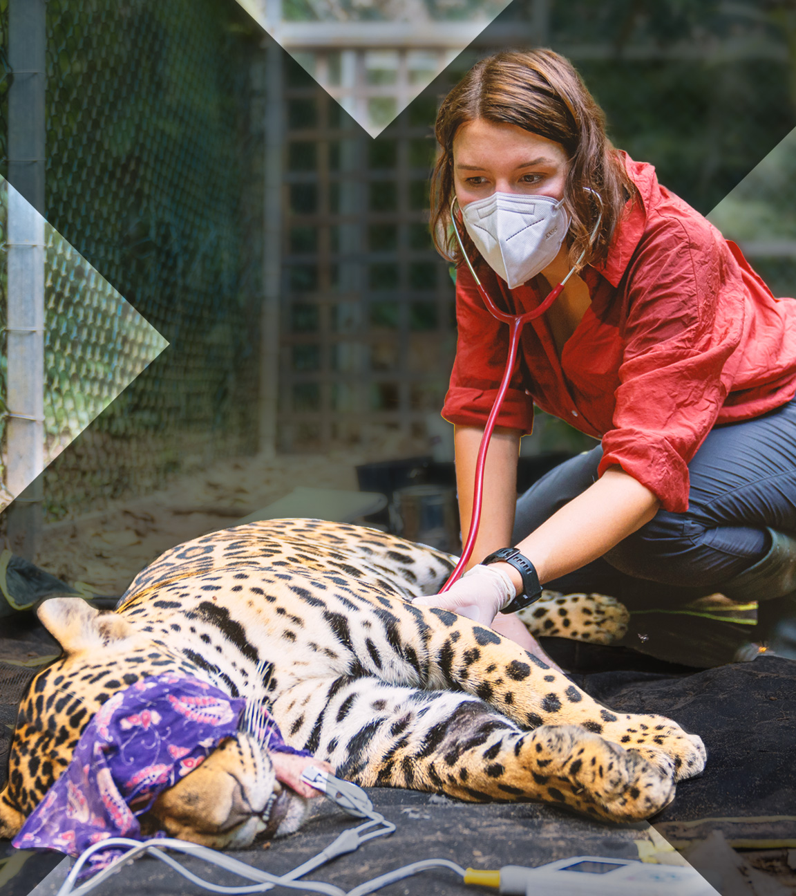 Hannah Emde behandelt einen Jaguar.