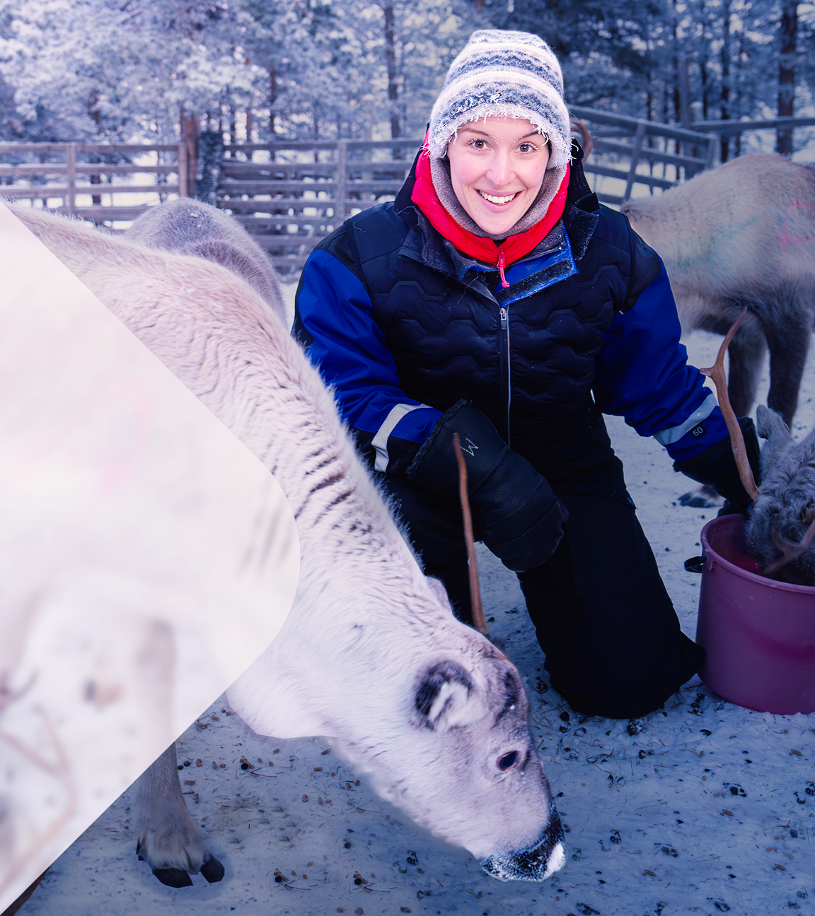 Hannah Emde inmitten von Rentieren
