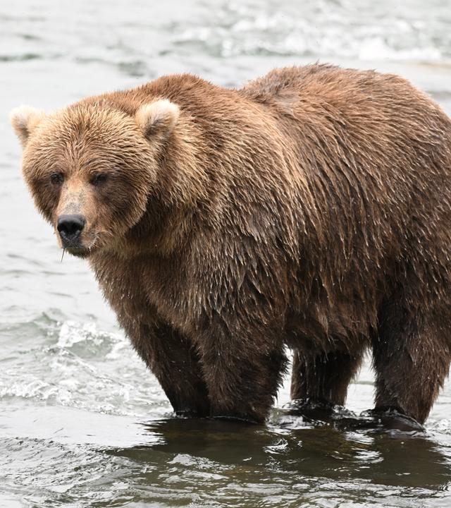 Ein Braunbär steht im Wasser