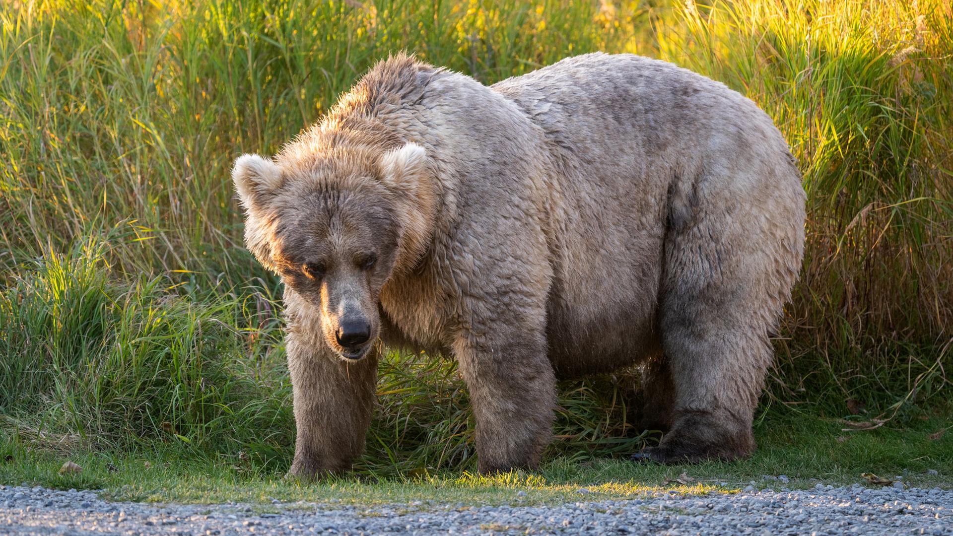 Braunbär Holy nach der Winterruhe