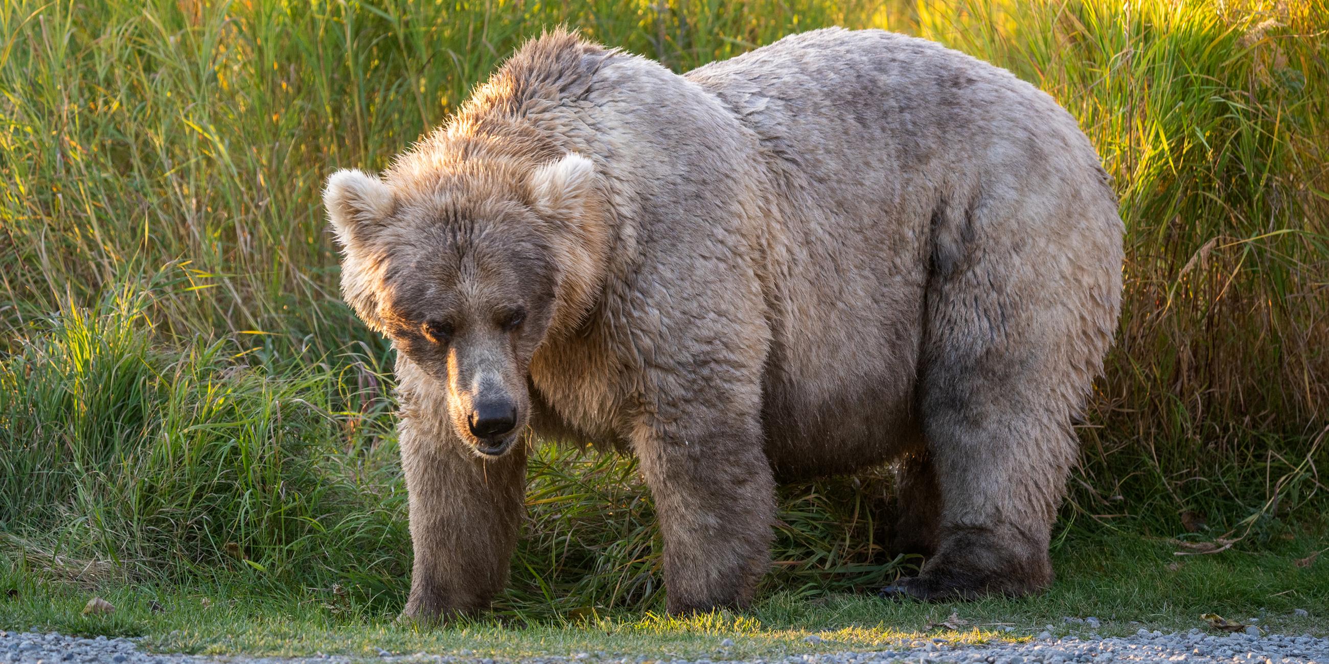 Braunbär Holy nach der Winterruhe