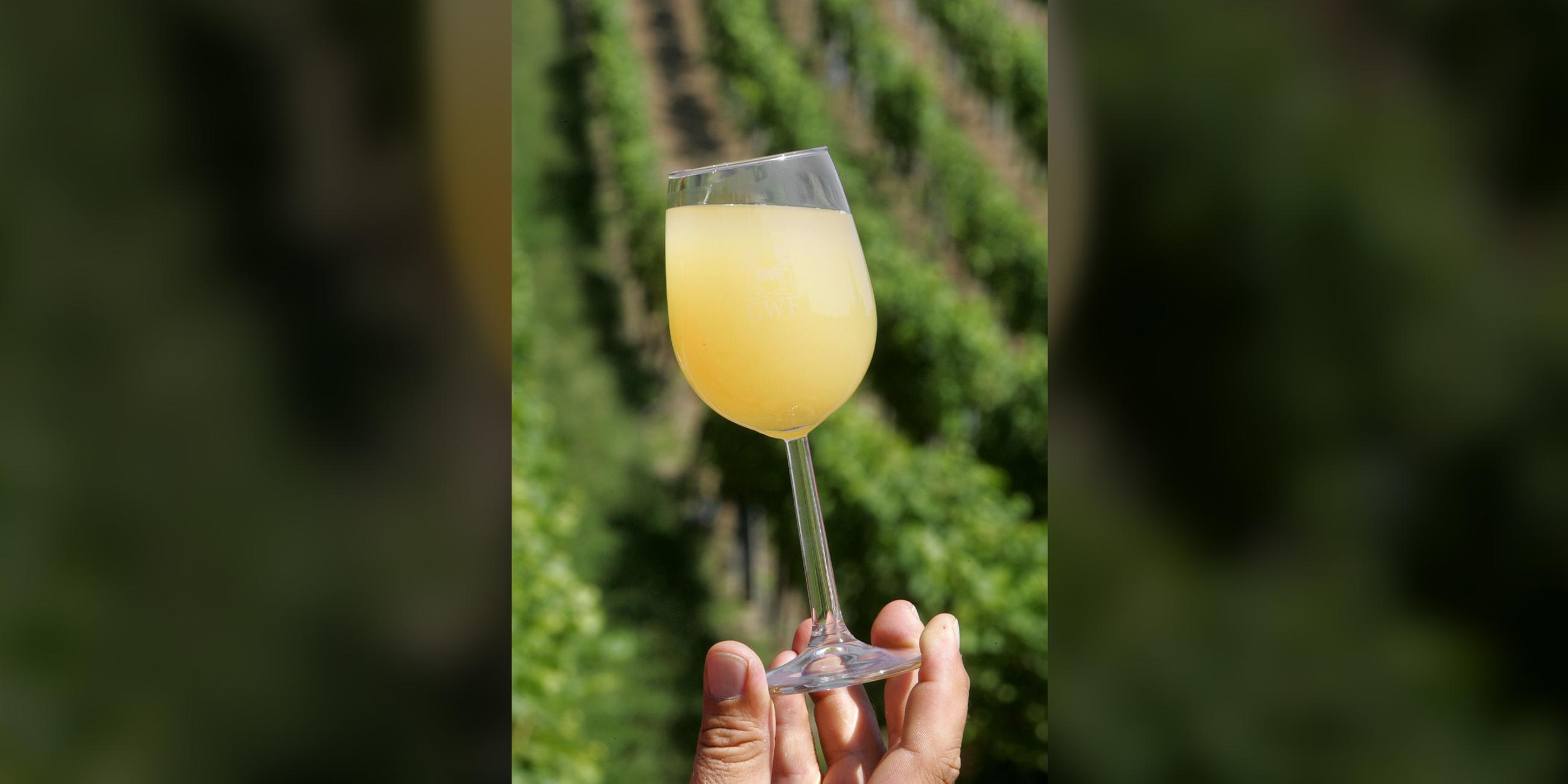 Ein Mann hält vor einem Weinberg ein Glas Federweisser in der Hand. (Archiv)