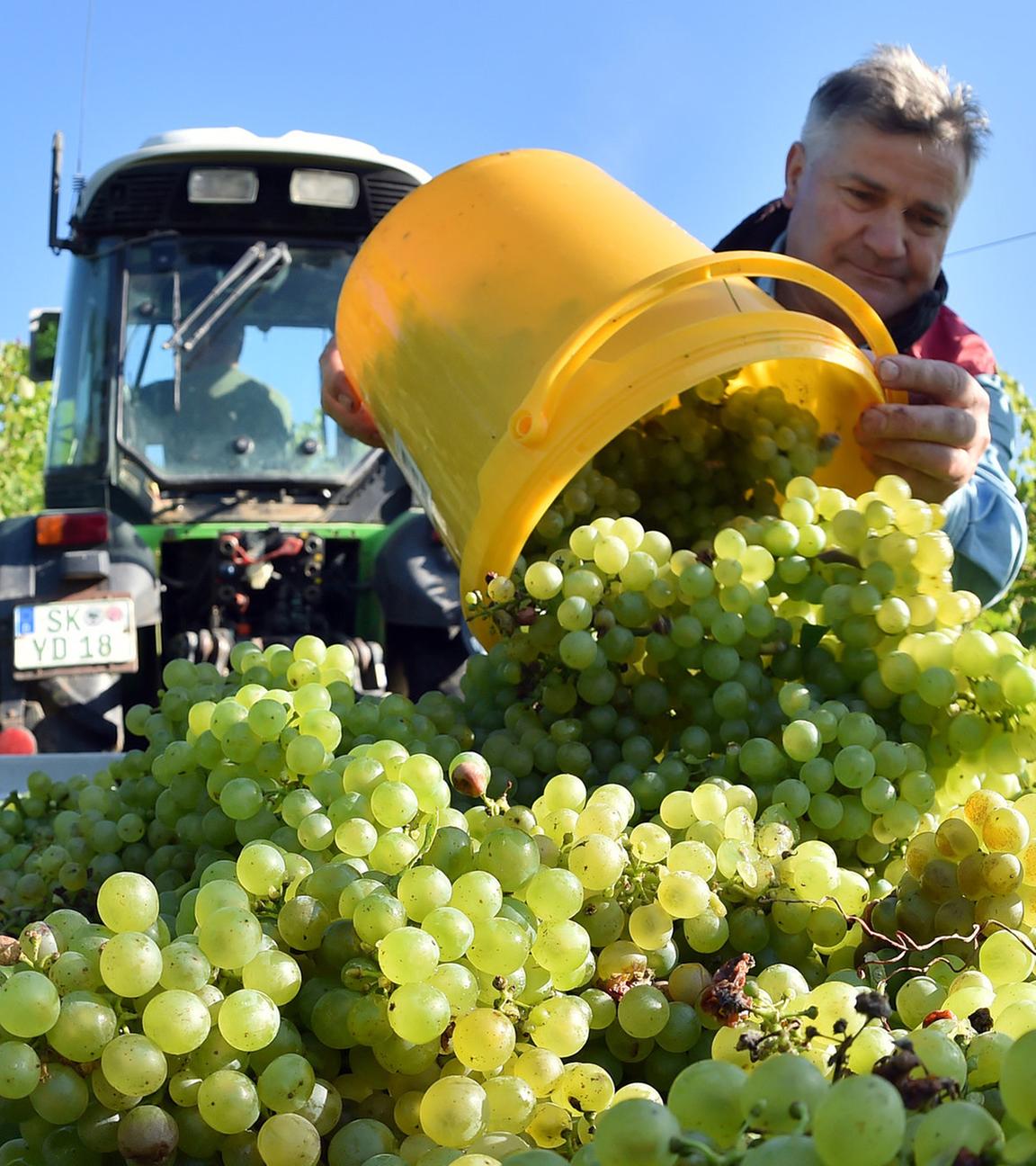 Erntearbeiter Boguslaw Zaslawa liest frühe Müller-Thurgau-Trauben im Weinberg bei Höhnstedt, Sachsen-Anhalt – für rund 3000 Liter Federweißer. (Archiv)