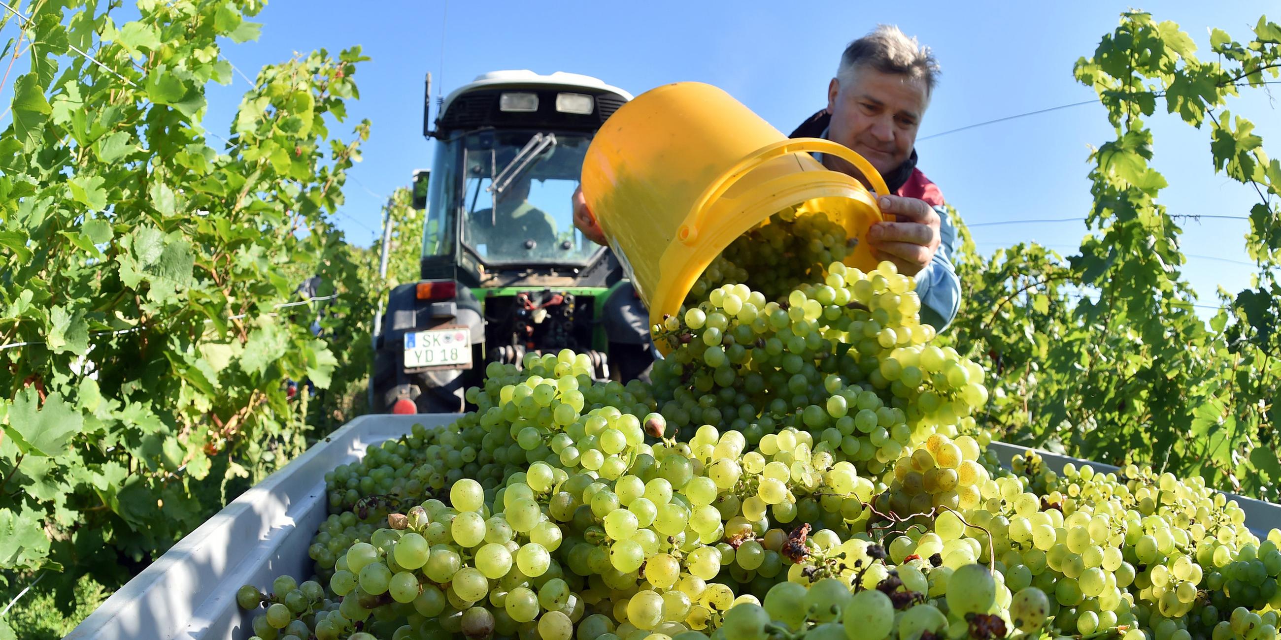 Erntearbeiter Boguslaw Zaslawa liest frühe Müller-Thurgau-Trauben im Weinberg bei Höhnstedt, Sachsen-Anhalt – für rund 3000 Liter Federweißer. (Archiv)