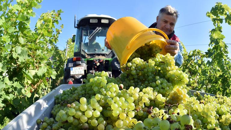 Erntearbeiter Boguslaw Zaslawa liest frühe Müller-Thurgau-Trauben im Weinberg bei Höhnstedt, Sachsen-Anhalt – für rund 3000 Liter Federweißer. (Archiv)