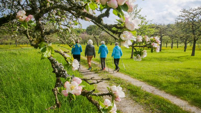 Spaziergängerinnen laufen bei Bernloch auf der Schwäbischen Alb an einem blühenden Obstbaum vorbei.