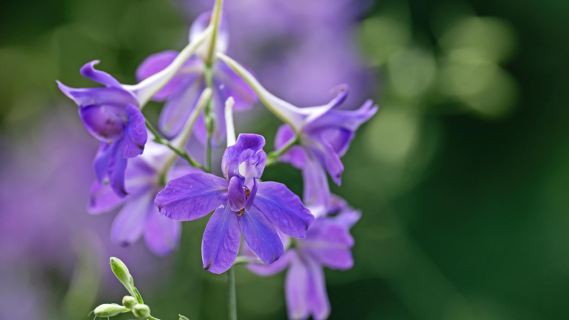 Der Feldrittersporn ist zur "Blume des Jahres 2026" gekürt worden. 