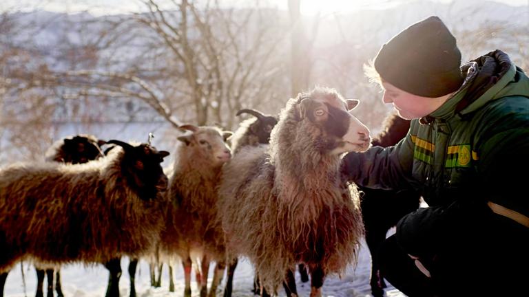 Eine Person streichelt ein Schaf