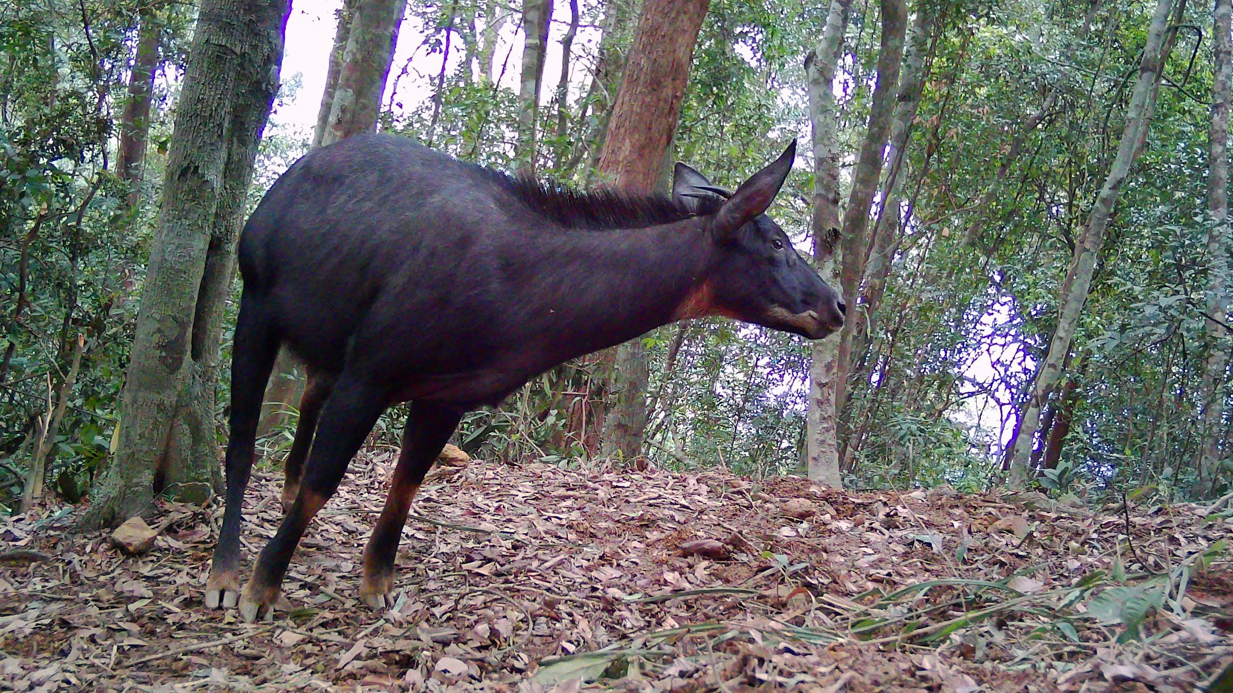 Festland-Serau im Pu National Park in Vietnam 