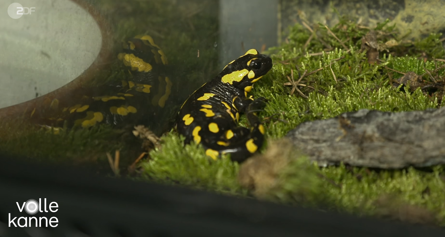 Feuersalamander