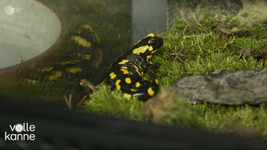 Feuersalamander