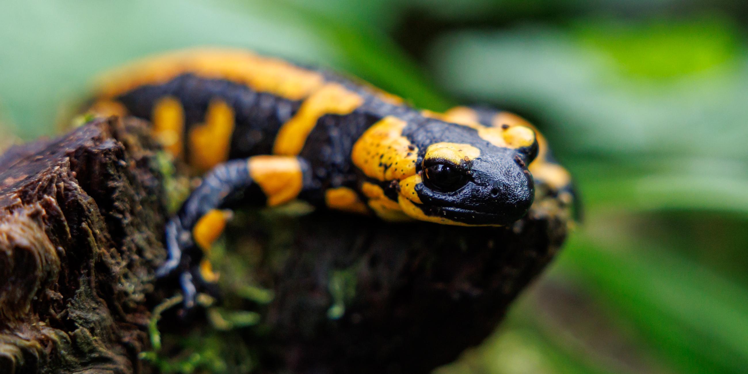 Ein Feuersalamander sitzt auf einem Stein.