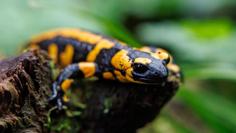 Ein Feuersalamander sitzt auf einem Stein.
