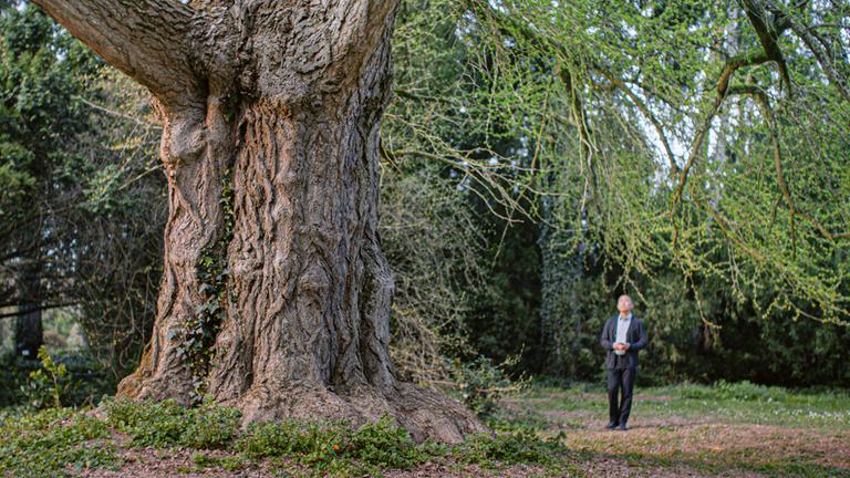 Ein Mann schaut einen riesigen Baum in einem Park an.
