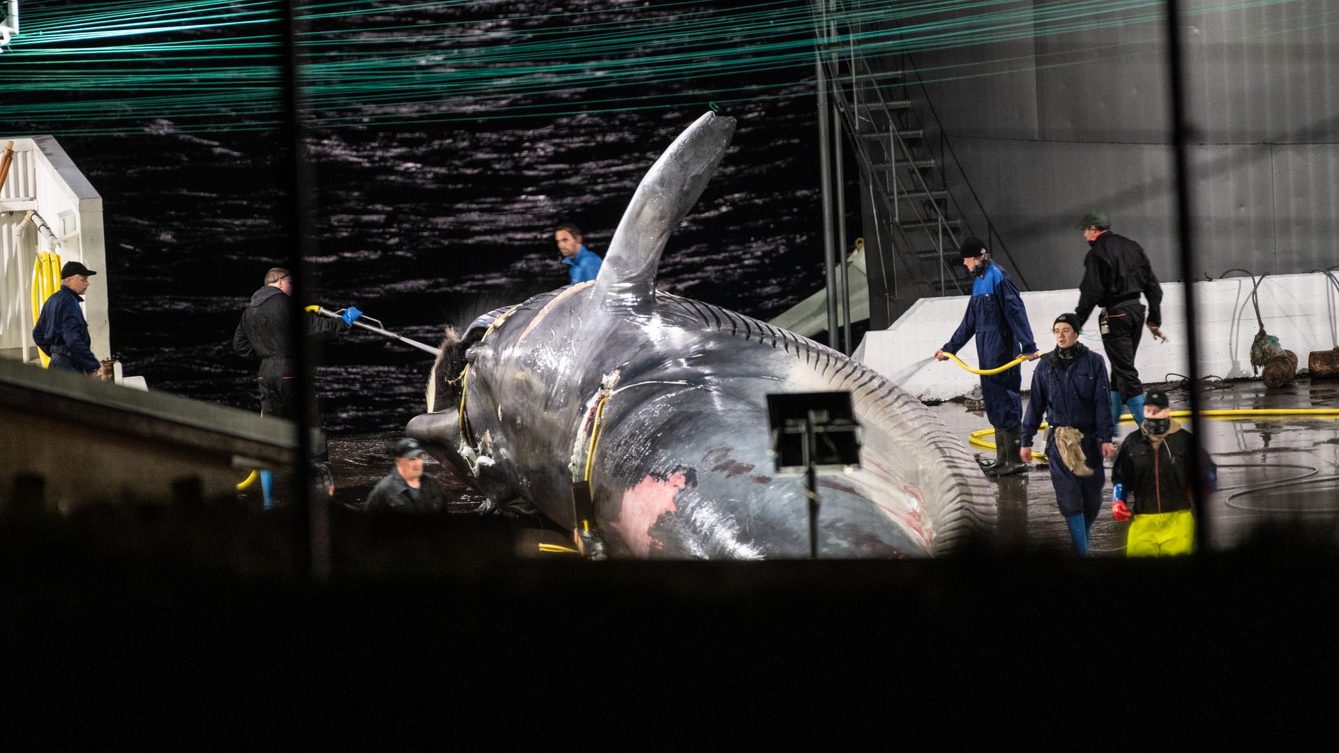 Island: Finnwal wird erlegt