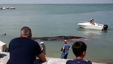 Passanten betrachten den Kadaver eines weiblichen Finnwals in Rivedoux, einer Stadt auf der Île de Ré vor der französischen Westatlantikküste, aufgenommen am 30.05.2026