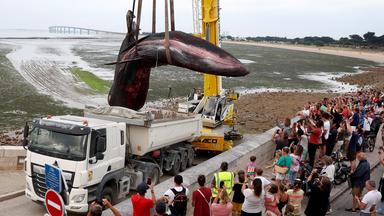 Dieses Foto zeigt den Kadaver eines weiblichen Wals mit einem Gewicht von über 12 Tonnen und einer Länge von 10 Metern, der an der westlichen Atlantikküste Frankreichs mit einem Kran aus dem Meer gehoben und auf einen Lastwagen geladen wurde